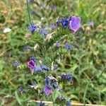 Echium vulgare flower picture by Bieri Franz (cc-by-sa)