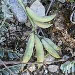 Astragalus incanus fruit picture by Denis Bastianelli (cc-by-sa)