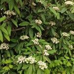Viburnum rhytidophyllum habit picture by Dieter Albrecht (cc-by-sa)