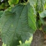 Celtis australis leaf picture by Aramis Enrico (cc-by-sa)