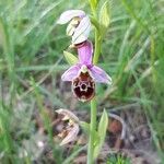 Ophrys scolopax flower picture by Daniel Staub (cc-by-sa)