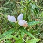 Chelone glabra flower picture by Louis-David Malo (cc-by-sa)