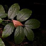Colubrina spinosa leaf picture by Nelson Zamora Villalobos (cc-by-nc)