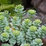 Euphorbia myrsinites flower picture by Sergio Zampa (cc-by-sa)