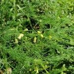 Asparagus officinalis flower picture by superdude (cc-by-sa)