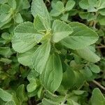 Plectranthus amboinicus leaf picture by jean-christophe Raison (cc-by-sa)