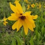 Wyethia arizonica flower picture by Brett Lytle (cc-by-sa)