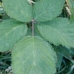 Rubus vestitus leaf picture by Roland Zohlen (cc-by-sa)