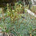 Saxifraga squarrosa habit picture by Jot Ess (cc-by-sa)