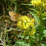 Solidago virgaurea flower picture by Manon Bounous (cc-by-sa)
