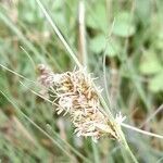 Carex sororia flower picture by Trap Hers (cc-by-sa)