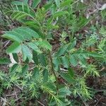 Glycyrrhiza glabra leaf picture by Lugifa Lugifa (cc-by-sa)