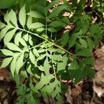 Solanum seaforthianum leaf picture by Rekha Suresh (cc-by-sa)