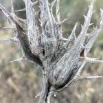 Scolymus hispanicus fruit picture by Ghani kaidi (cc-by-sa)