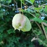 Staphylea pinnata fruit picture by Philippe de Spoelberch (cc-by-sa)