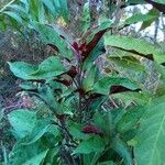 Clerodendrum quadriloculare leaf picture by Feya Sterling (cc-by-sa)