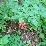 Actaea rubra habit picture by PT (cc-by-sa)