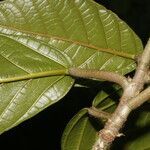 Ficus brevibracteata leaf picture by Nelson Zamora Villalobos (cc-by-nc)