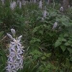 Camassia scilloides flower picture by amber amber button (cc-by-sa)