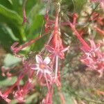 Ipomopsis tenuituba flower picture by Amber LeBlanc (cc-by-sa)