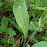 Turritis brassica leaf picture by Yoan MARTIN (cc-by-sa)