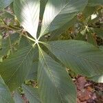 Aesculus glabra leaf picture by Elijah Jay (cc-by-sa)