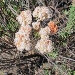 Eriogonum fasciculatum flower picture by Monika Kopp (cc-by-sa)