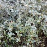 Cotoneaster dielsianus habit picture by Sabina Hartmann (cc-by-sa)