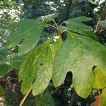 Sassafras albidum leaf picture by Shawn Russell (cc-by-sa)