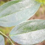Satyria meiantha leaf picture by Nelson Zamora Villalobos (cc-by-nc)