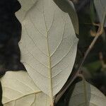 Quercus oleoides leaf picture by Nelson Zamora Villalobos (cc-by-nc)