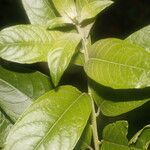 Cestrum reflexum leaf picture by Nelson Zamora Villalobos (cc-by-nc)