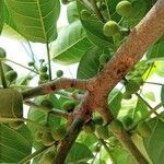 Ficus luschnathiana fruit picture by JP Corrêa Carvalho (cc-by-sa)