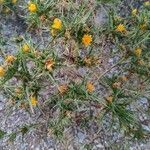 Scolymus hispanicus flower picture by Mehmet Karakaş (cc-by-sa)