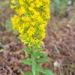 Solidago speciosa flower picture by Matthew Campbell (cc-by-sa)