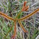 Drosera binata leaf picture by Boris Therock (cc-by-sa)