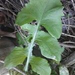Lactuca floridana leaf picture by Mclaughlin Vince (cc-by-sa)