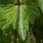 Lamium bifidum leaf picture by Jean-Francois Julien (cc-by-sa)