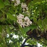 Catalpa bignonioides flower picture by Uschi Grünenwald (cc-by-sa)