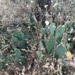 Opuntia littoralis habit picture by kalani kalani (cc-by-sa)