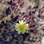 Lactuca quercina flower picture by cscoq (cc-by-sa)