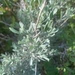 Artemisia tridentata leaf picture by Peter Nelson (cc-by-sa)