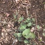 Jeffersonia diphylla leaf picture by Bethany Nowviskie (cc-by-sa)
