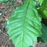 Quercus insignis leaf picture by Daniel Barthelemy (cc-by-nc)