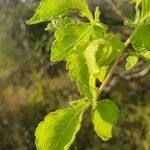 Commiphora africana leaf picture by susan brown (cc-by-sa)