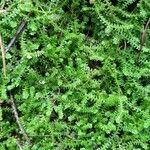 Selaginella helvetica leaf picture by ddr71 (cc-by-sa)