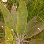 Verbascum lychnitis leaf picture by mim1963 (cc-by-sa)