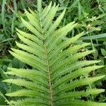 Thelypteris interrupta leaf picture by Antonio Saldua (cc-by-sa)
