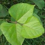 Vigna radiata leaf picture by Sudhanshu Kumar (cc-by-sa)