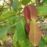 Syzygium samarangense leaf picture by Didi J. Santri (cc-by-sa)